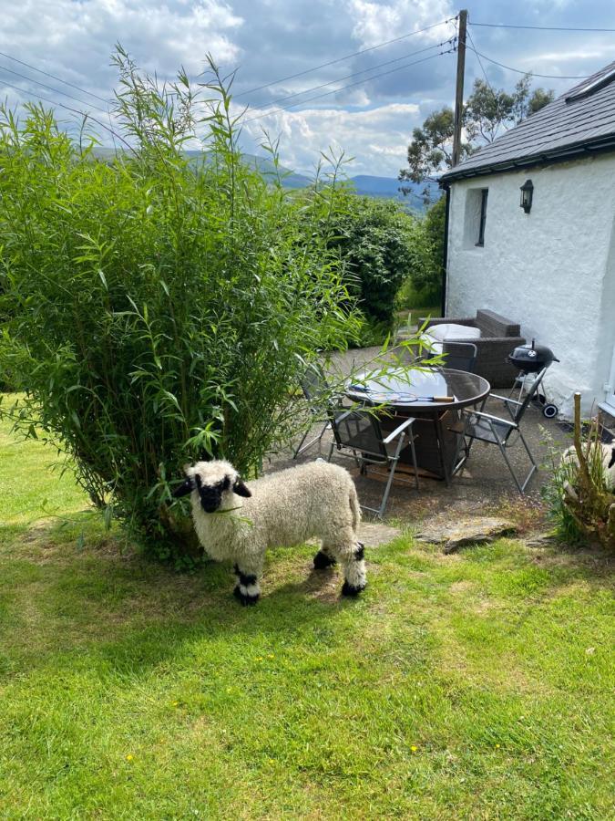 Fron Goch Cottage Dolwyddelan Zewnętrze zdjęcie